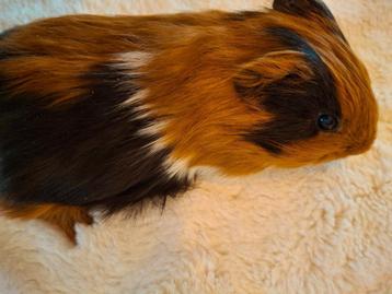 Cavia zeugje beschikbaar voor biedingen