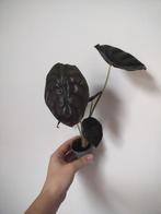 Alocasia Red Secret, Ophalen of Verzenden, Overige soorten, In pot