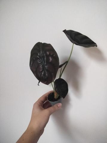 Alocasia Red Secret beschikbaar voor biedingen