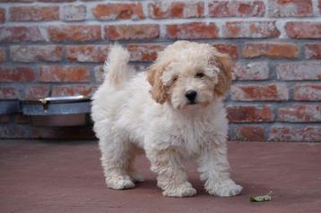 Chiots caniches nains (caniche nain), Caniche, Plusieurs, Parvovirose, Belgique