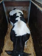 3 dikbilstieren kalveren, Dieren en Toebehoren, Schapen, Geiten en Varkens