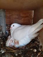 Koppel witte duiven, Dieren en Toebehoren, Vogels | Duiven