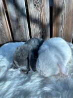 Lief koppeltje Minilop hangoor konijntjes., Dieren en Toebehoren, Hangoor