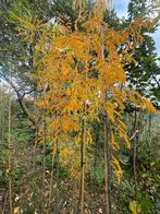 Valse Christusdoorn, Enlèvement