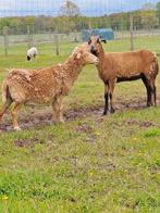 Zelfruiende ooien, Animaux & Accessoires, Mouton, Femelle, 0 à 2 ans