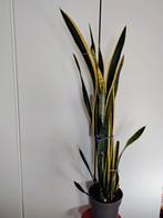 Vetplant in pot.10€, Ophalen, Vetplant, In pot