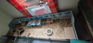 Heel ruim cavia hok beschikbaar voor biedingen
