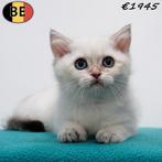 Britse Korthaar (Colorpoint) kitten geboren in België, Kater, Gechipt, 0 tot 2 jaar