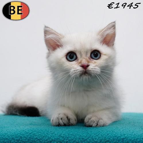Britse Korthaar (Colorpoint) kitten geboren in België, Dieren en Toebehoren, Katten en Kittens | Raskatten | Korthaar, Kater, 0 tot 2 jaar