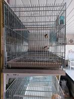 Noordse barmsijs, Wildzangvogel, Geringd