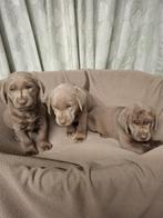 Zilveren Labrador pups, Dieren en Toebehoren, Honden | Retrievers, Spaniëls en Waterhonden, België, 8 tot 15 weken, Labrador retriever