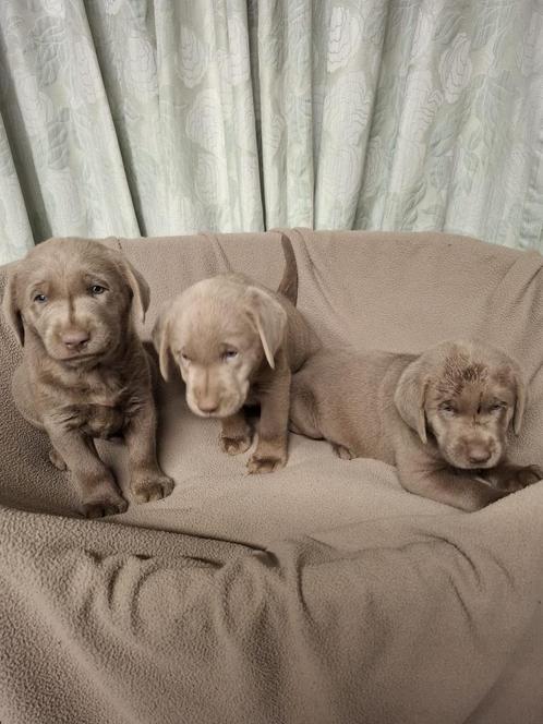 Zilveren Labrador pups