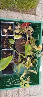 Jonge kamerplanten diverse soorten 1€/st, Huis en Inrichting, Kamerplanten, Ophalen of Verzenden