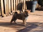 Shiba Inu pups met FCI stamboom en gezondheidstesten, België, Fokker | Hobbymatig, Overige rassen, 8 tot 15 weken