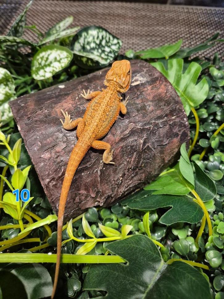 Baardagaam red hypo ( mannetje), Dieren en Toebehoren, Reptielen en Amfibieën, Hagedis, 0 tot 2 jaar, Tam