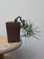 Mooie zwarte den shonin cascade, Tuin en Terras, Ophalen