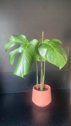 Monstera deliciosa stek, Huis en Inrichting, Ophalen