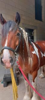 Brave tinker ruin basis ingereden., Dieren en Toebehoren, Pony's, Ruin