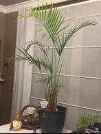 Binnenplant, Enlèvement