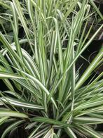Phalaris - Pot 17 cm, Halfschaduw, Vaste plant, Lente, Overige soorten