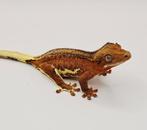 Wimpergekko vrouw lilly white, Dieren en Toebehoren, Reptielen en Amfibieën, Hagedis, 0 tot 2 jaar
