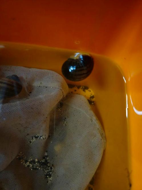 Bruine Appelslak (Groot)  4cm, Dieren en Toebehoren, Vissen | Aquariumvissen