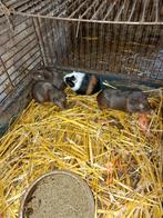 Cavia zeugjes, Dieren en Toebehoren, Knaagdieren, Cavia, Juni, Vrouwelijk, Tam