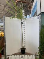 Salix integra “Hakuro Nishiki” halfstam 120cm, Ophalen, Volle zon