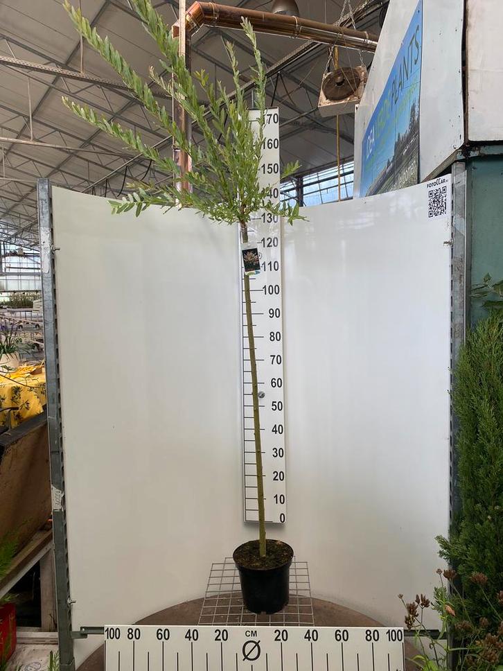 Salix integra “Hakuro Nishiki” halfstam 120cm, Tuin en Terras, Planten | Bomen, Volle zon, Ophalen