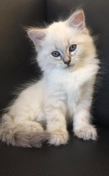 chatons de mascarade et de Sibérie de la Neva à vendre