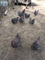 Mecelse Koekoek (haan), Dieren en Toebehoren, Mannelijk, Kip