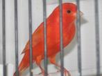 RODE KANARIE, Dieren en Toebehoren, Vogels | Kanaries, Meerdere dieren, Zangkanarie