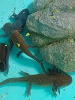 Axolotl, Dieren en Toebehoren, Ophalen