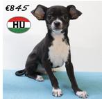 "type" Chihuahua (reutjes) pups te koop, Dieren en Toebehoren, Honden | Chihuahua's en Gezelschapshonden, 15 weken tot 1 jaar