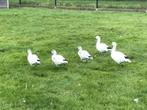 Rossganzen, Dieren en Toebehoren, Pluimvee, Meerdere dieren, Gans of Zwaan