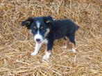 Border collie, Dieren en Toebehoren, België, 8 tot 15 weken, CDV (hondenziekte), Collie