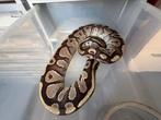 Ball python, Dieren en Toebehoren, Slang