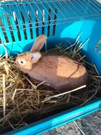 Vaal van bourgondië te koop, Dieren en Toebehoren, Mannelijk, 0 tot 2 jaar