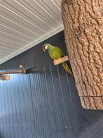 Ara maracana, Dieren en Toebehoren, Vogels | Parkieten en Papegaaien, Mannelijk, Papegaai, Geringd