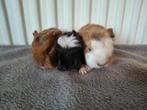 Lieve CH teddy cavia's, Dieren en Toebehoren, Knaagdieren, Meerdere dieren, Cavia, Tam