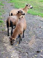 Kameroenschapen, Mâle, Mouton, 0 à 2 ans