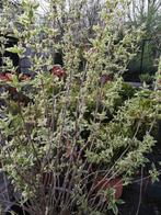 Weigelia aurea, Jardin & Terrasse, Plantes | Arbustes & Haies, 100 à 250 cm, Enlèvement, Autres espèces, Arbuste