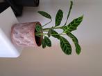 Calathea Zebrina, Huis en Inrichting, Kamerplanten, Ophalen, In pot