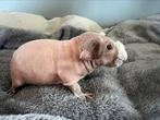 Lief tam skinny cavia beertje, Cavia, Juni, Mannelijk, Tam