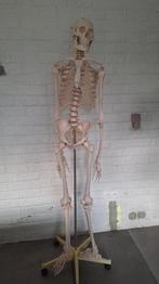 Anatomisch skelet, Diversen, Schoolbenodigdheden, Ophalen, Gebruikt