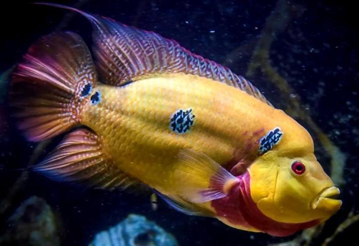 Amphilophus Trimaculatus de zuivere flowerhorn, Dieren en Toebehoren, Vissen | Aquariumvissen, Zoetwatervis, Vis
