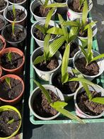 Trachycarpus ( henneppalm), Tuin en Terras, Planten | Tuinplanten, Volle zon, Vaste plant, Lente, Ophalen