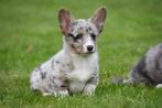 Welsh Corgi Cardigan pups te koop - Ouders aanwezig, Dieren en Toebehoren, België, CDV (hondenziekte), 8 tot 15 weken, Meerdere