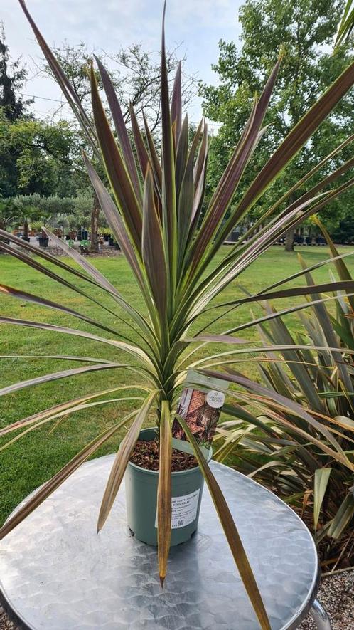 Cordyline Australis 'Choc Mint' - koolpalm, Tuin en Terras, Planten | Tuinplanten, Halfschaduw, Ophalen