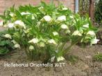 Helleborus Orientalis , prachtige winterbloeier., Winter, Halfschaduw, Vaste plant, Ophalen